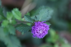 Centratherum punctatum